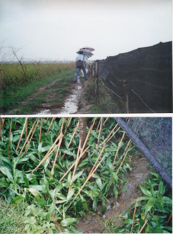 China_Curly_Bamboo_field%2C_2002.jpg