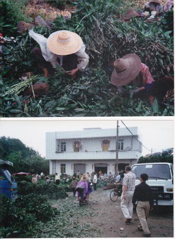 Lucky_Bamboo_market%2C_China%2C_2002.jpg